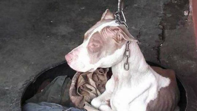Brutally-Kept-Short-Chain-Dog-Rescued-Costa-Rica-5b7533ae54f90__700-640x360.jpg