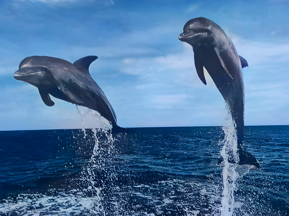 Delfini_slobodni2.png