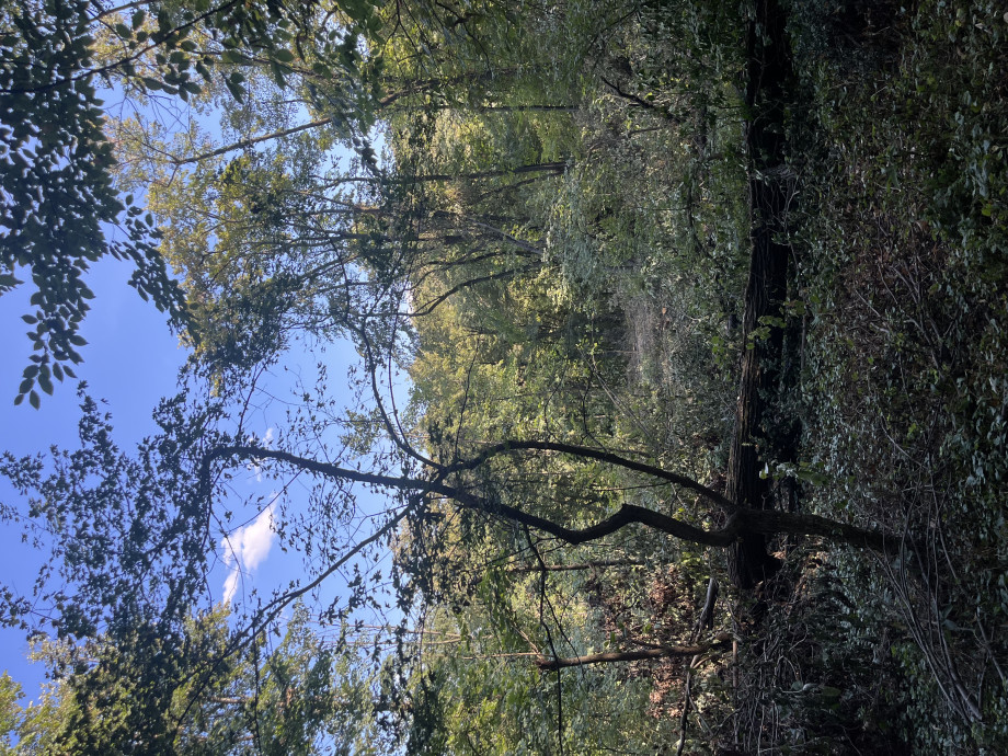 IMG_3769.jpeg